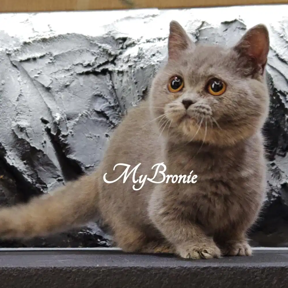Kucing munchkin british betina 4 bulan