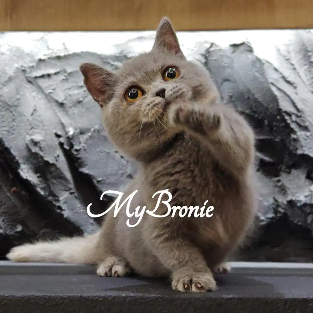 Kucing munchkin british betina 4 bulan