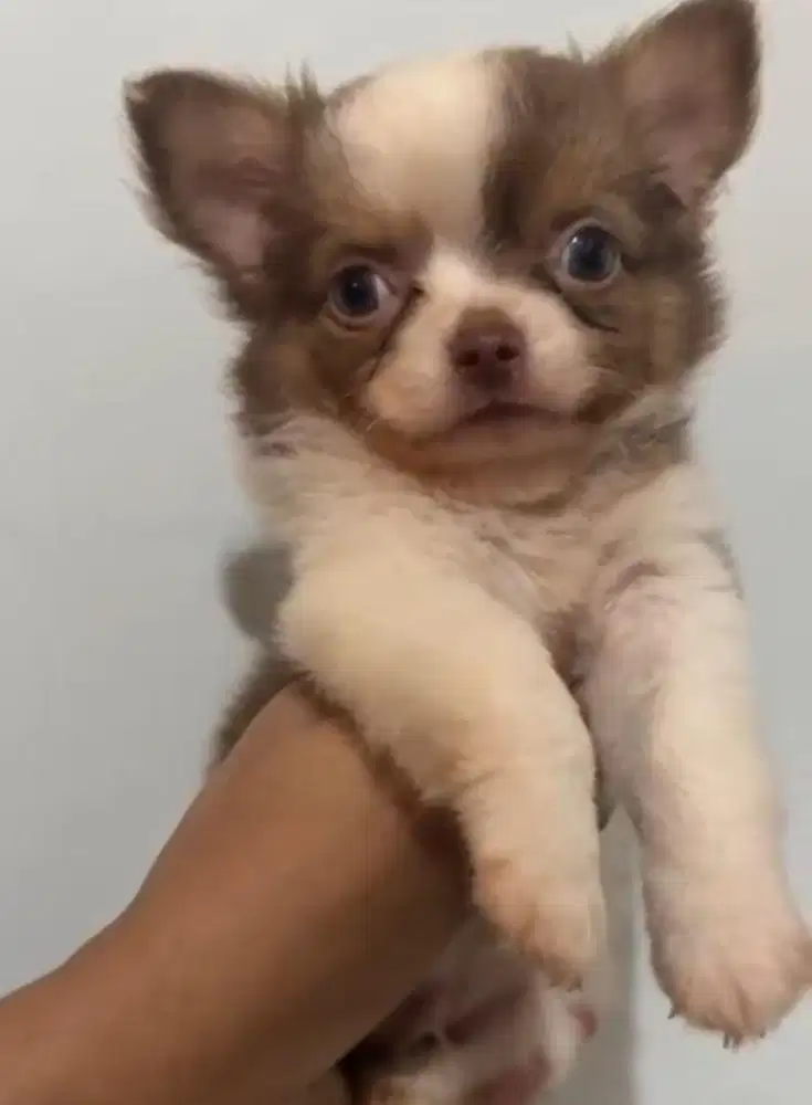 Chihuahua longhair