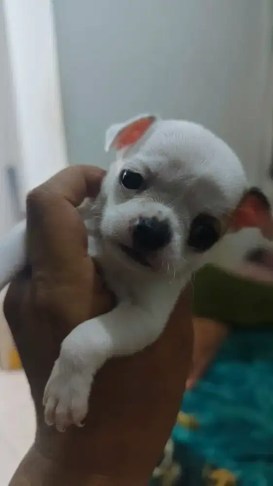 Anakan chihuahua, female, belang sapi