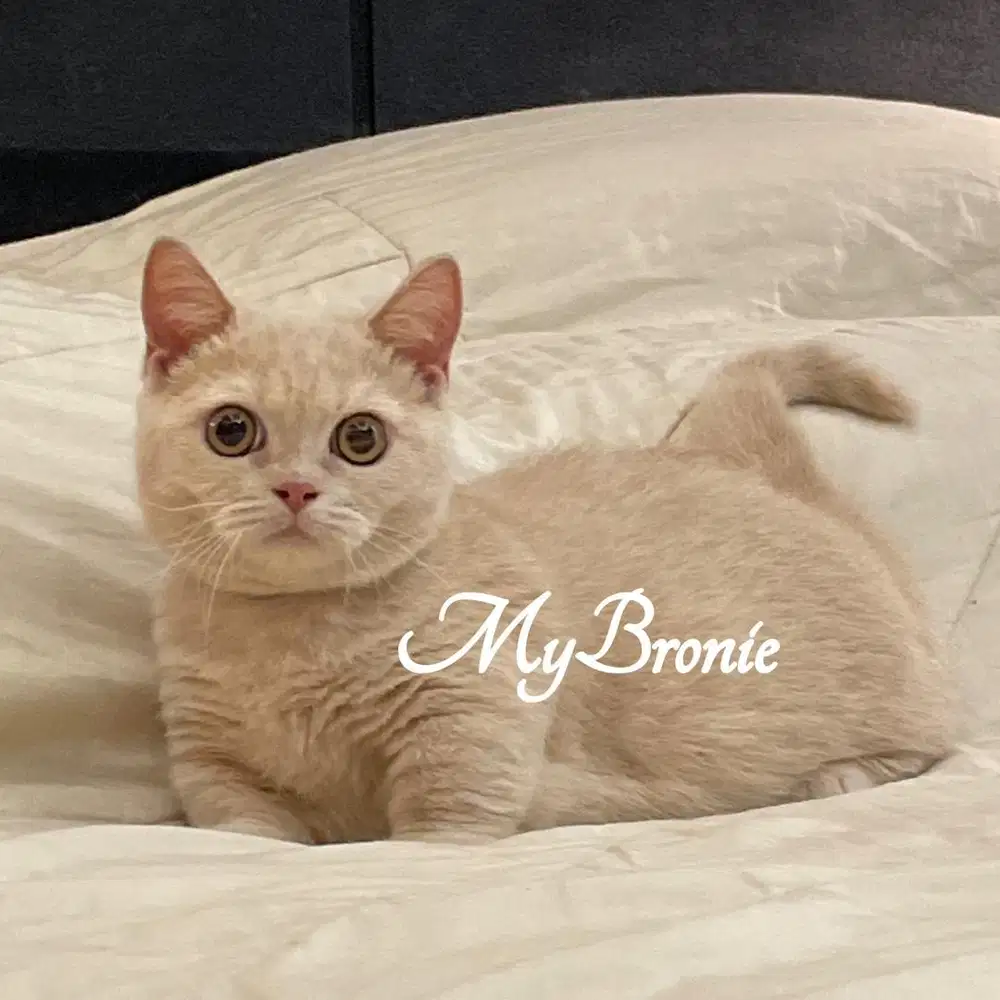 Kucing munchkin british betina anakan import