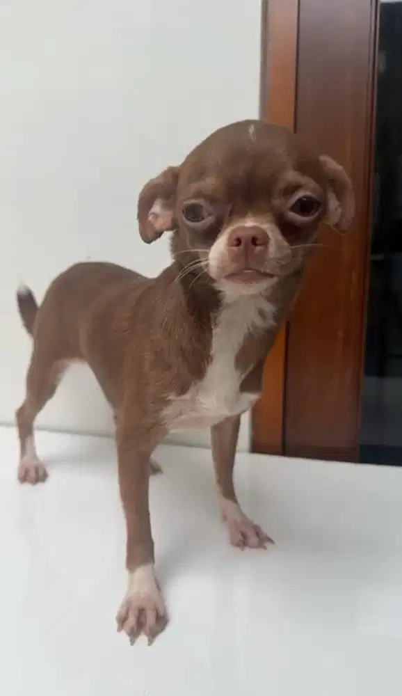 Chihuahua betina