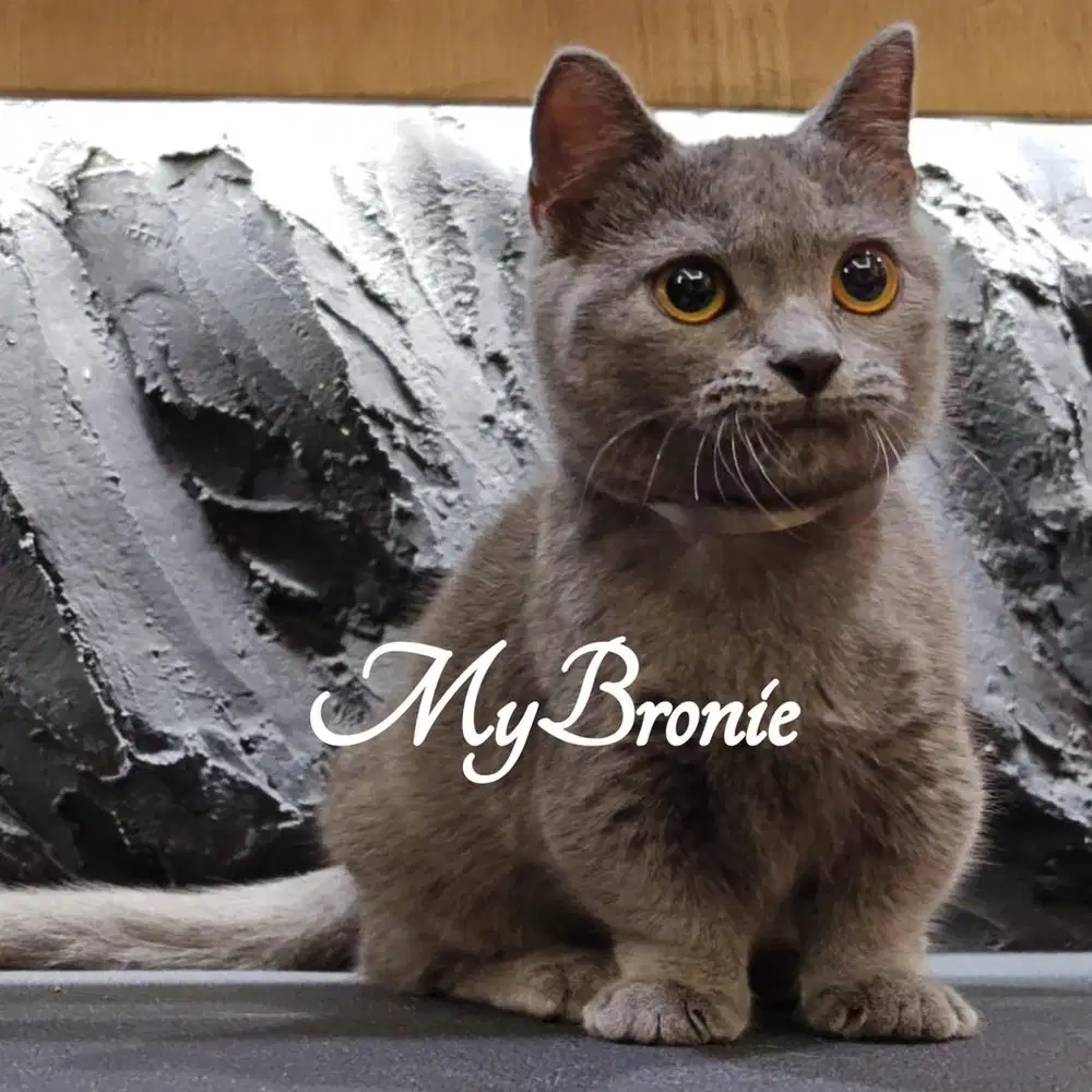 Kucing munchkin british jantan 4 bulan