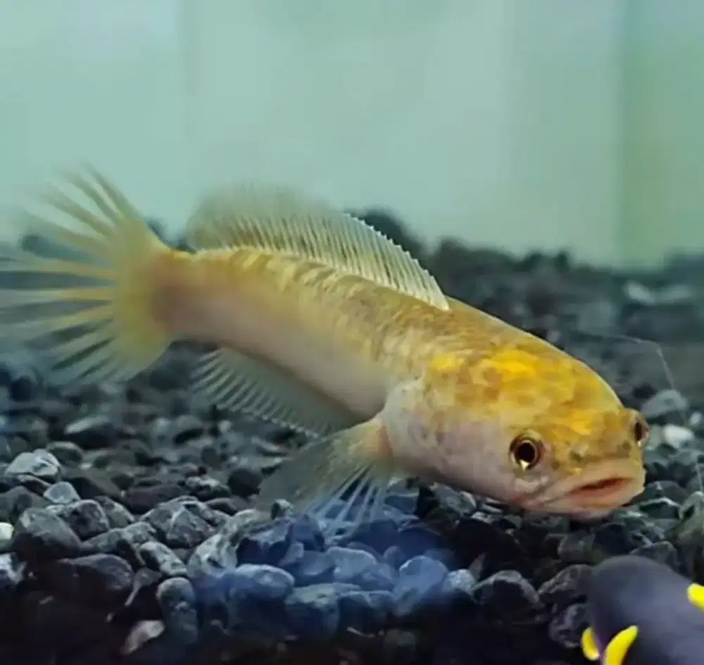 Golden pulchra gred A