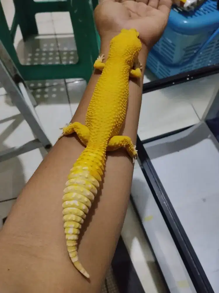 Gecko 26.5 cm press barter kucing Munchkin sc/peaknose