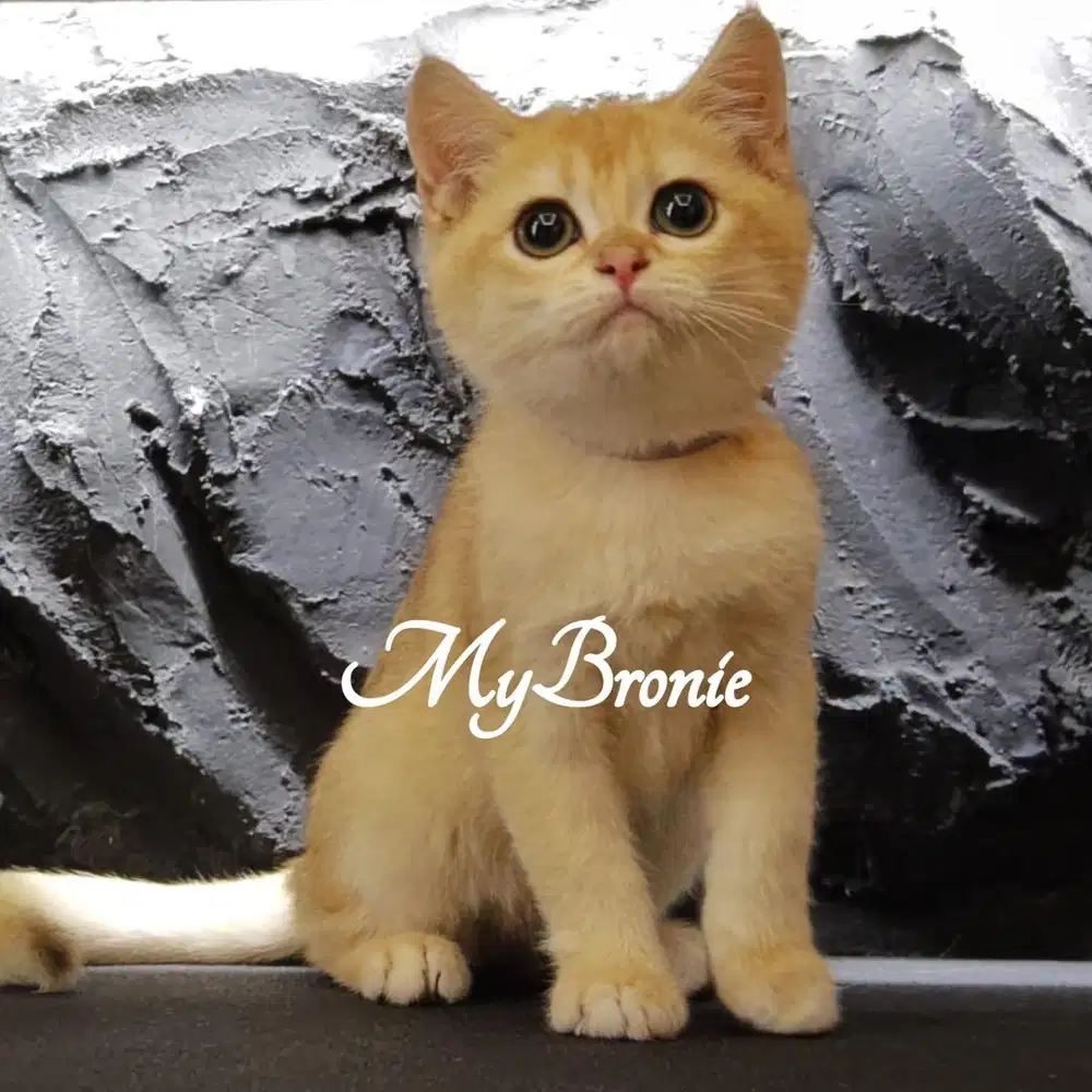 Kucing british shorthair golden ny12