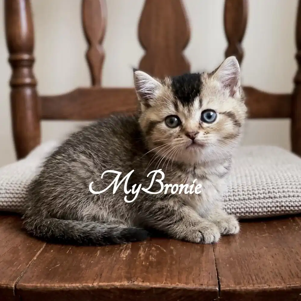 Kucing british shorthair jantan