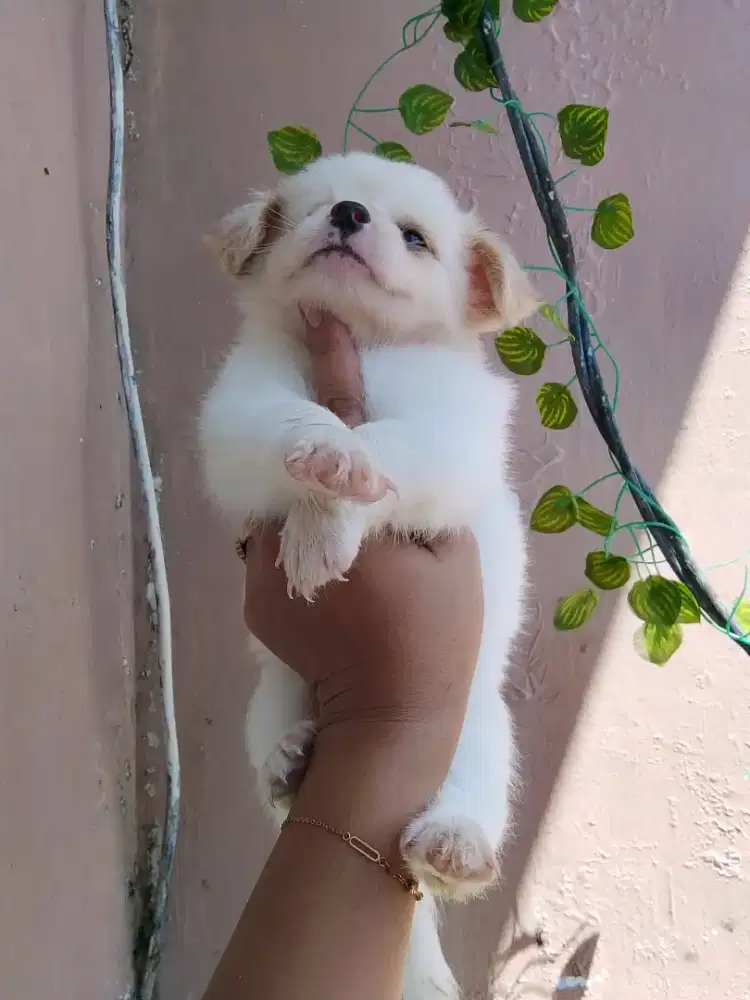 Puppy jantan 2 bulan