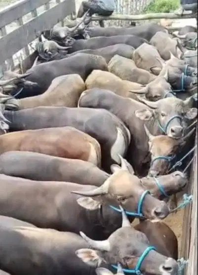 25 ekor sapi bali 300kiloan untuk pedagang kurban musiman iedul adha
