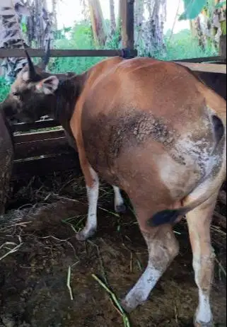 25 ekor sapi bali 300kiloan buat pedagang hewan qurban musiman tahunan