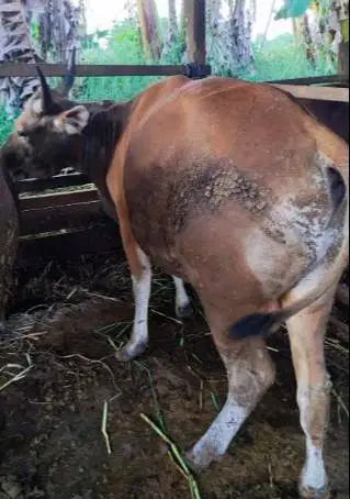 25 ekor sapi bali 300kiloan buat pedagang qurban musiman iedul adha ok