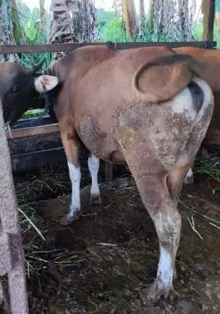 25 ekor sapi bali 300kiloan buat pedagang kurban musiman tahunan puas