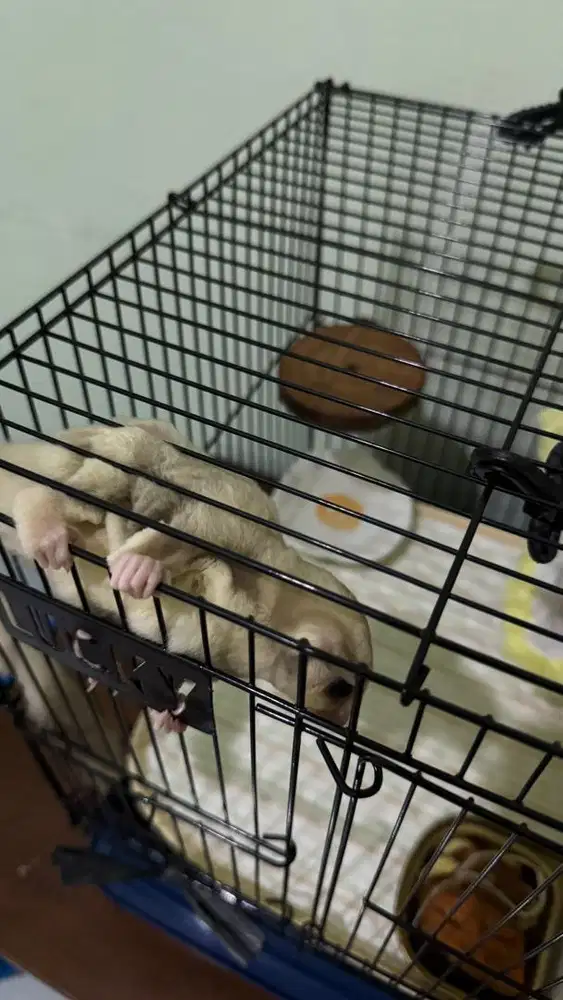 Sugar glider creamino ready oop baru lepas asli