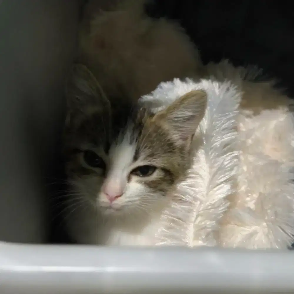 Baby Kucing usia 2 bulan, betina