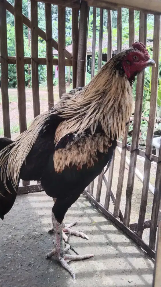 Ayam jago Bangkok mangon