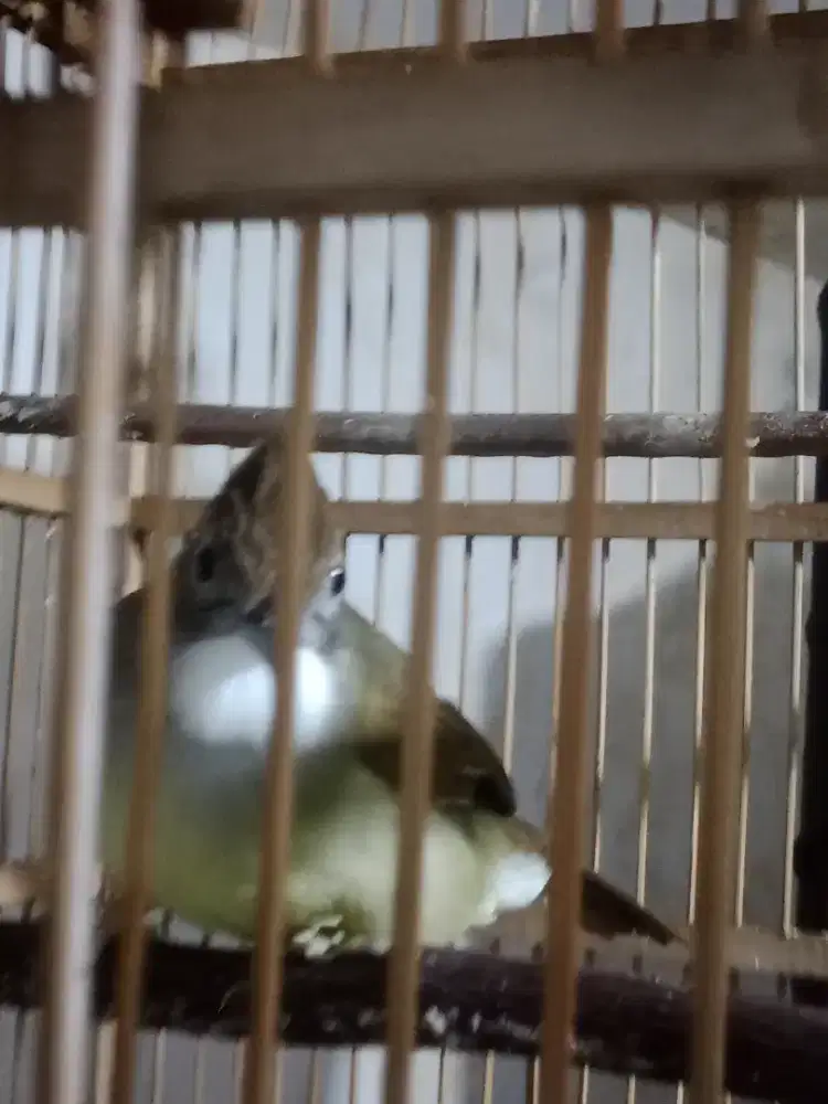 Cucak jenggot jawa rajin bunyi siang malem