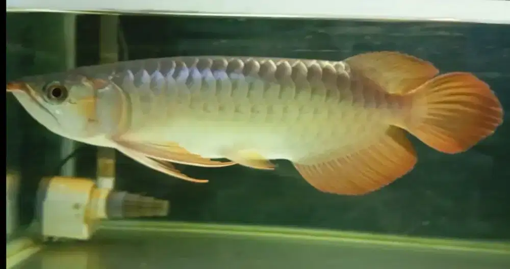 Arwana super red 33-34cm