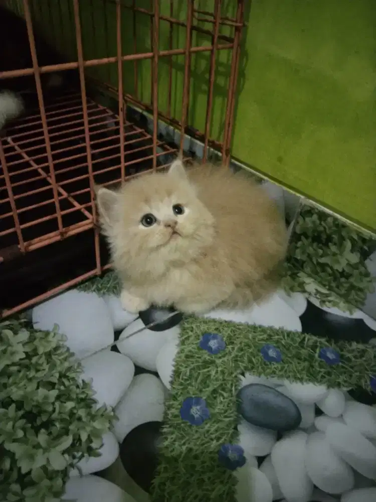 Persia longhair muka bulat betina usia 2 bulan