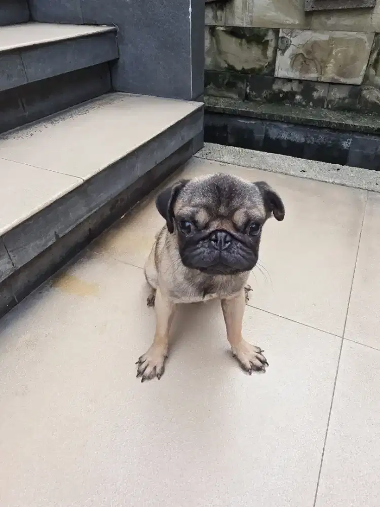 Pug dog anjing puppy