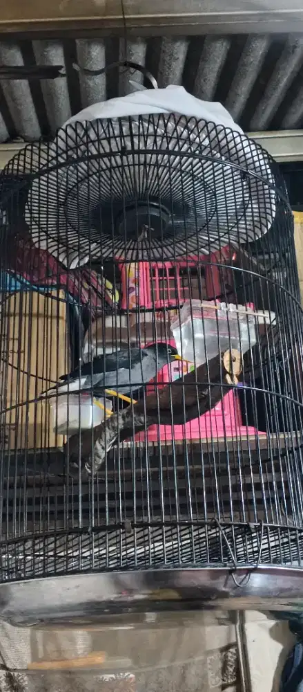 Jalak kebo gacor burung aja