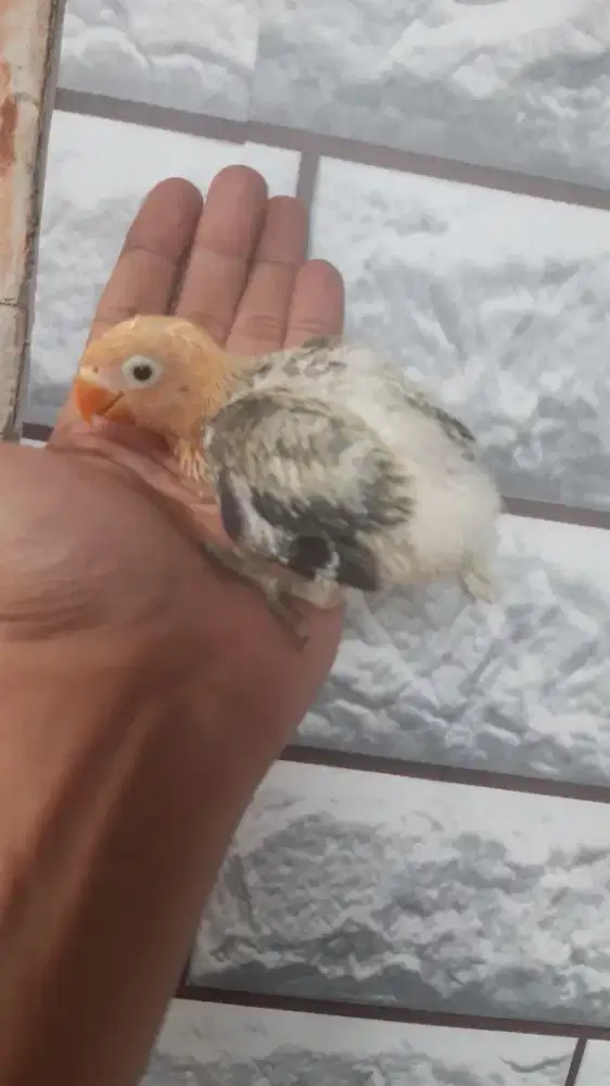 Anakan Lovebird Biola