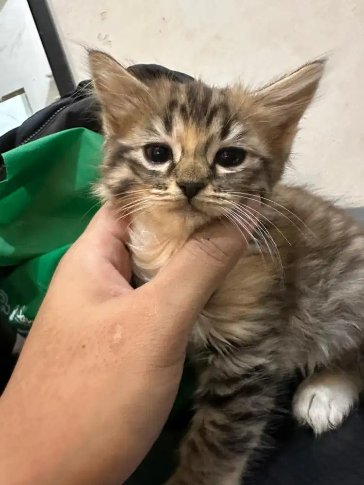 British Long Hair Mix Sehat