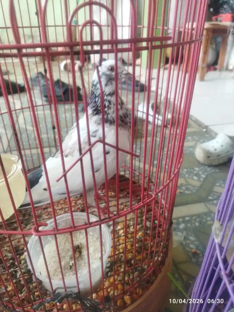 Burung dara/ merpati