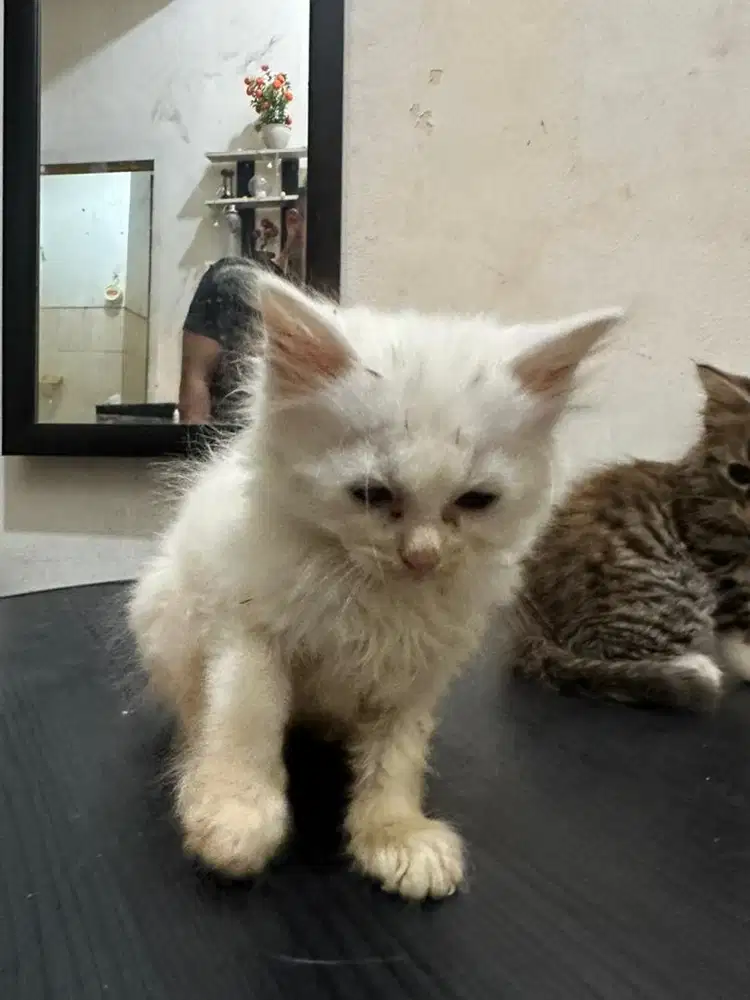 British Long Hair Mix