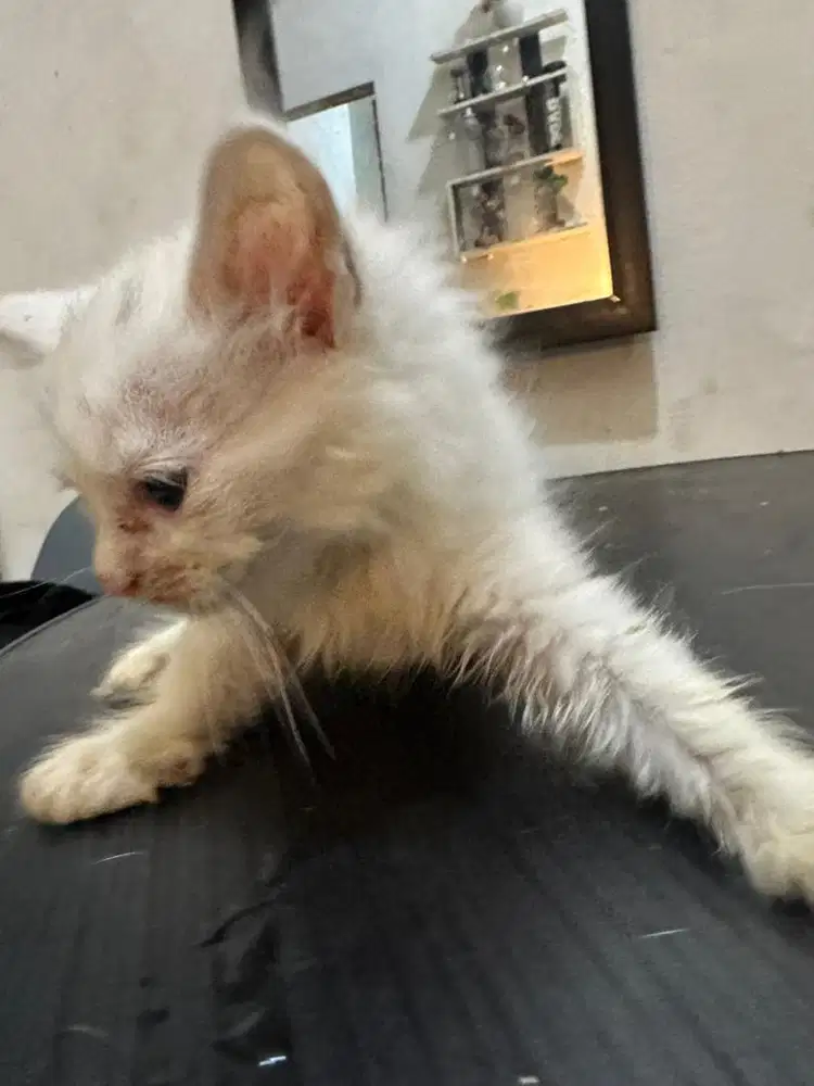 British Long Hair Mix