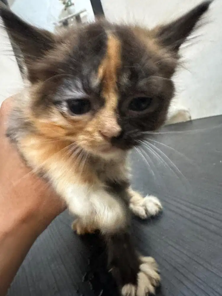 British Long Hair Mix