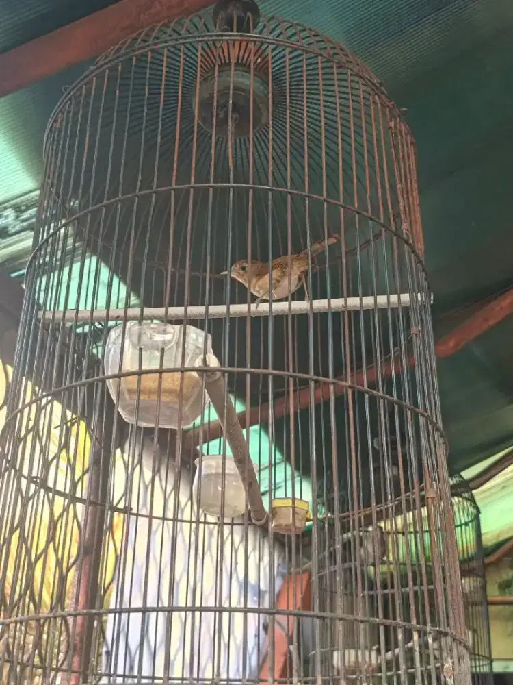 Burung Flamboyan rajin nyuling