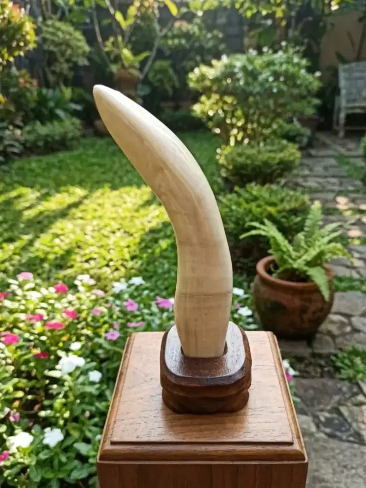 Pajangan F@sil Kima Purba Cristal ±20Cm