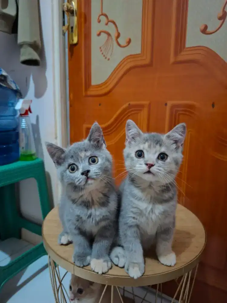 Lepas Adopt Kucing British short Hair ada jantan & betina free Vaksin