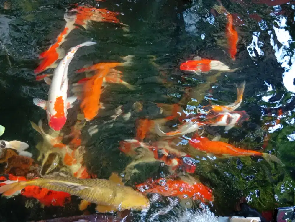 DIJUAL IKAN HIAS KOI Khas BLITAR & SUKABUMI