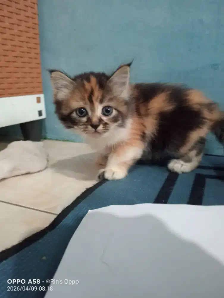 Peranakan persia mix anggora