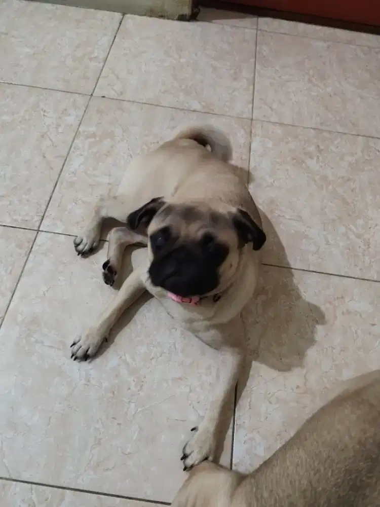 Anjing pug dijual