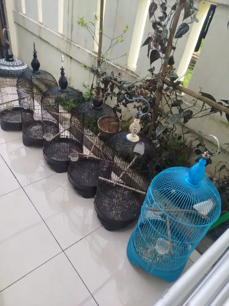 Sangkar besi Lovebird