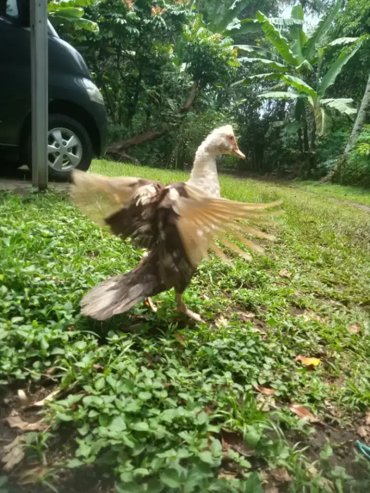 Entok Monggo  sehat mantap