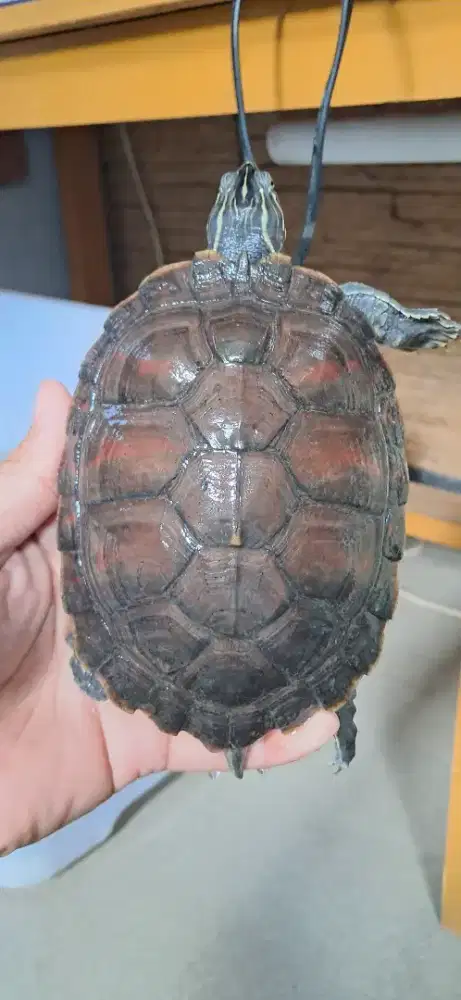 Alabama cooter jarang dipasaran, bukan brazil atau res