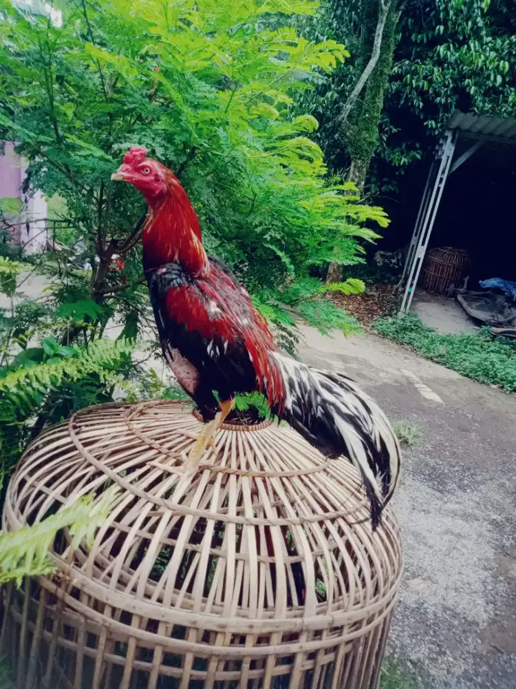 Ayam aseel rajastan mantap win 2 x murah kosongkan