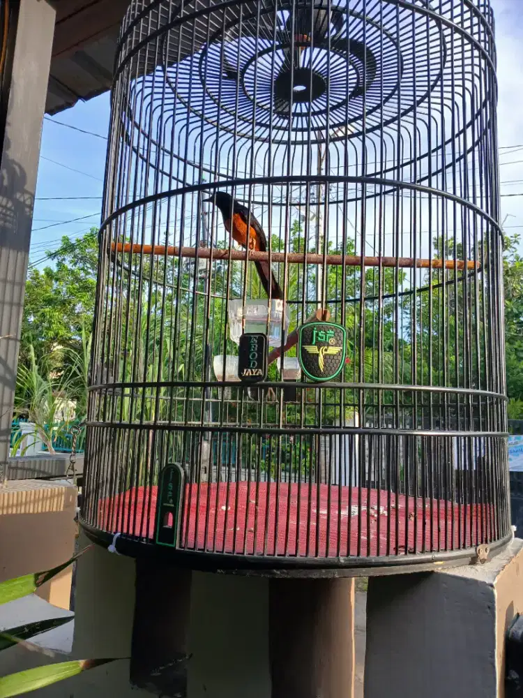 Murai batu dan kandang ebod