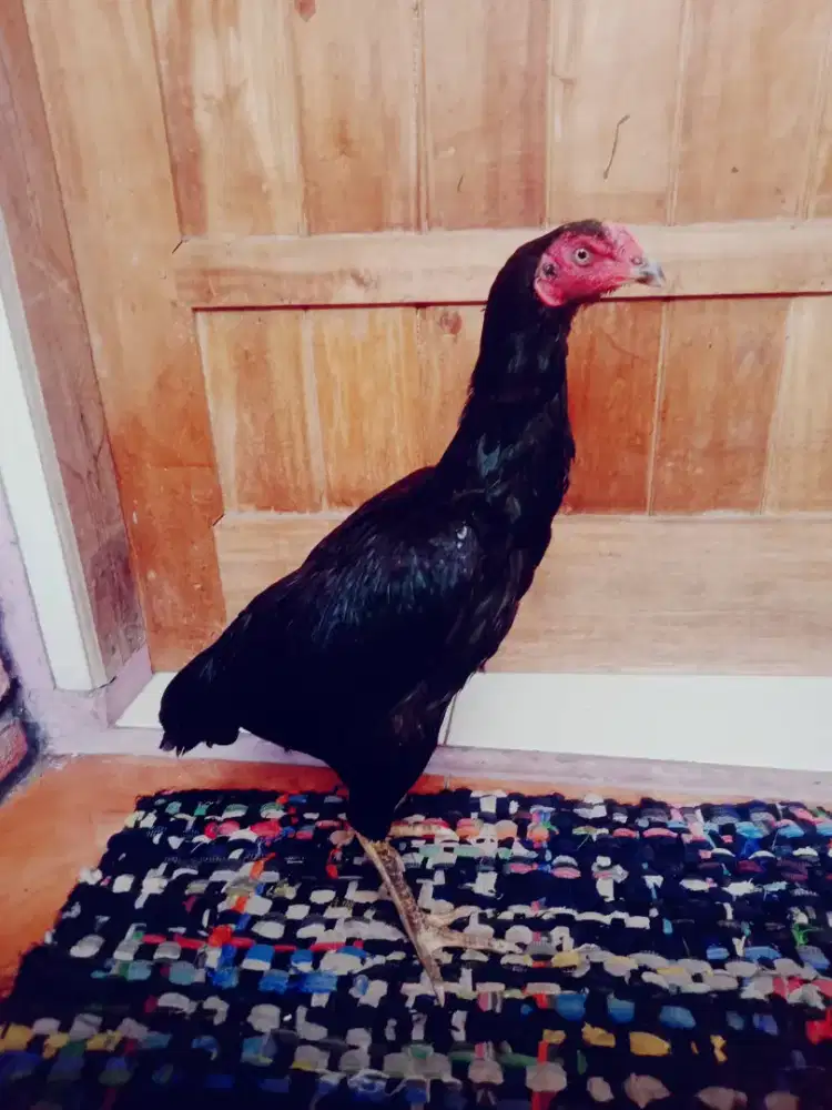 Ayam betina aseel mianwali brutal ada pukul ko ya mantap jos murah