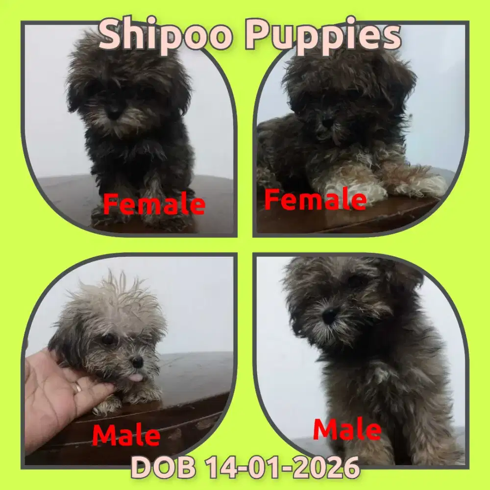 Shipoo Puppies lucu