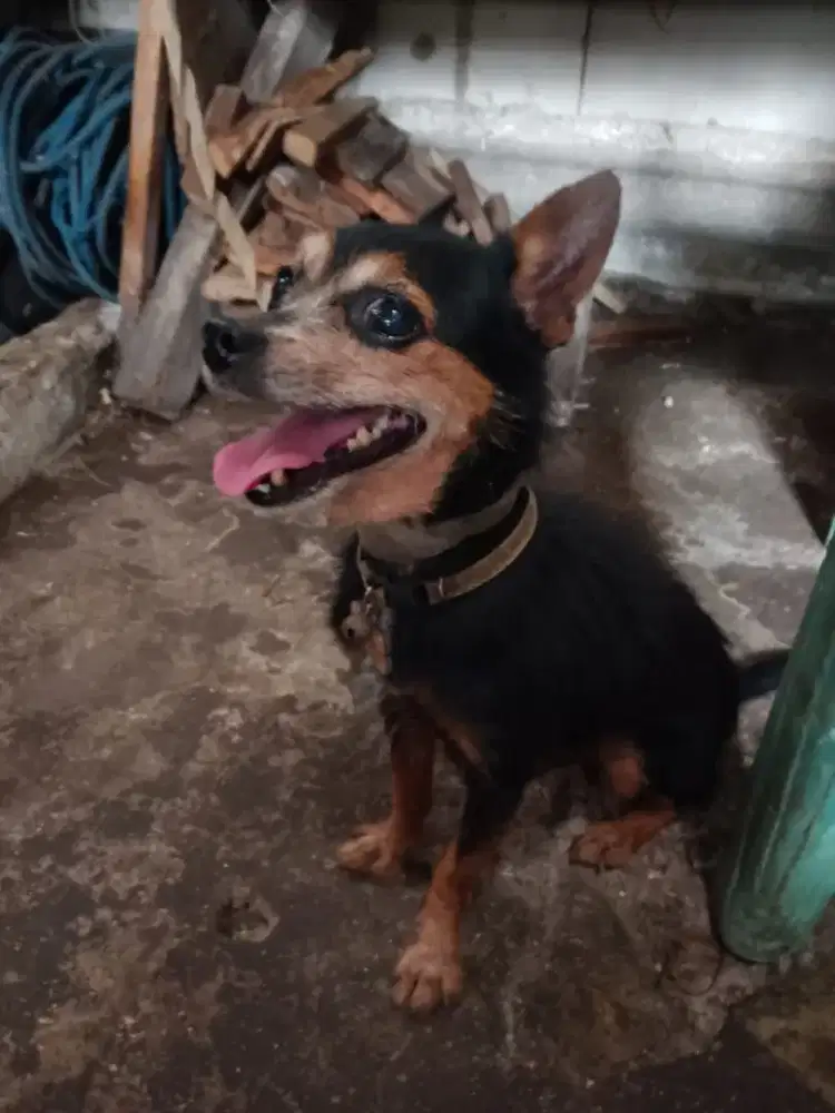 Jual Anjing Cihuahua Dewasa Cokelat