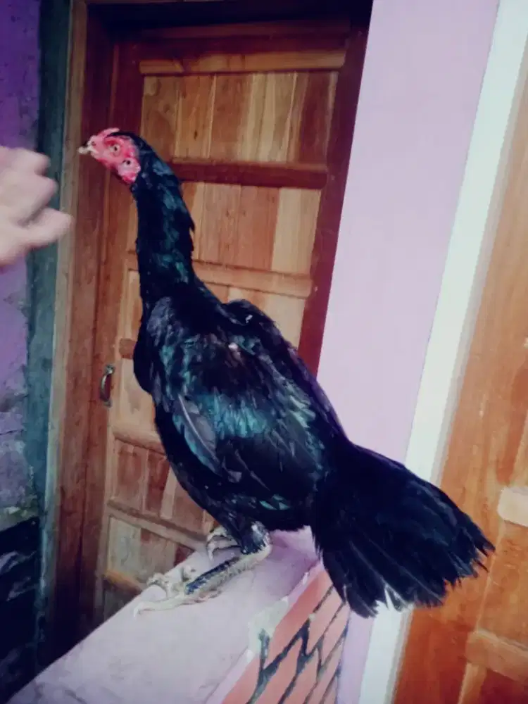 Betina pakhoy line aswidam pukul ko vidio ada brutal mantap jos murah