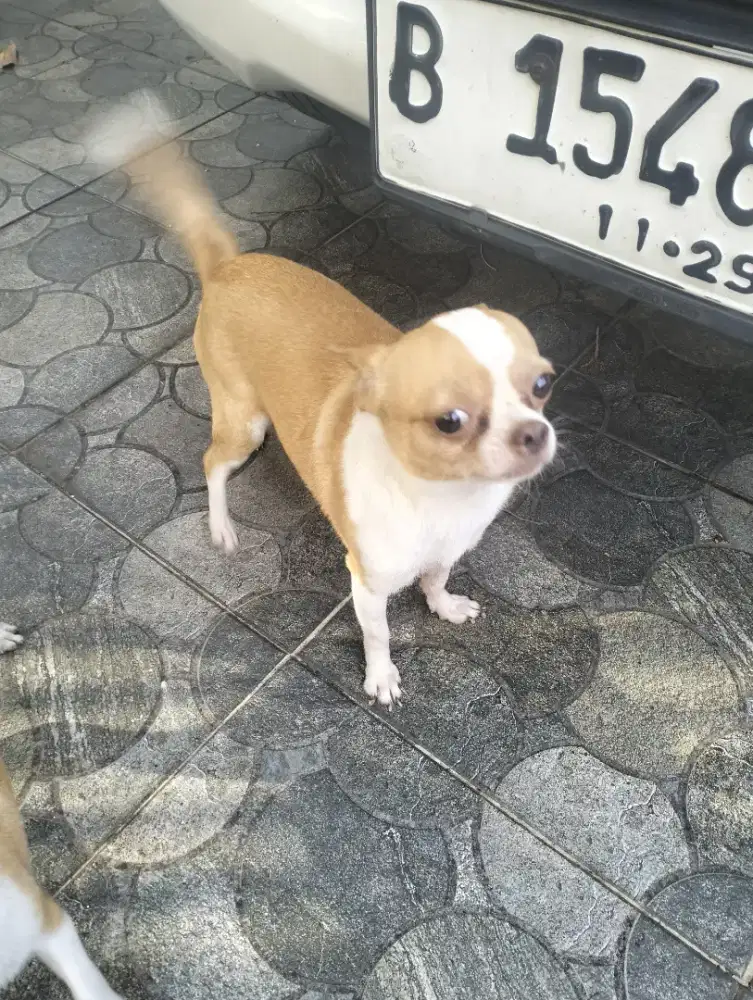 Chihuahua jantan 18bln & 4 bln