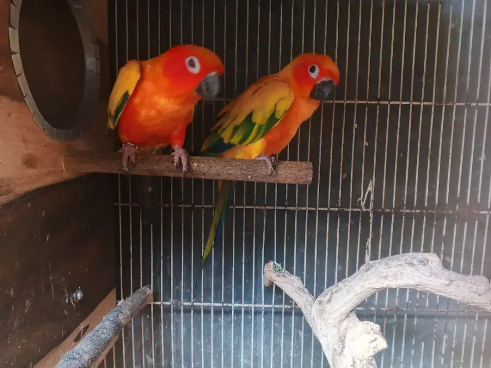 Sunconure sepasang DNA rf x hy