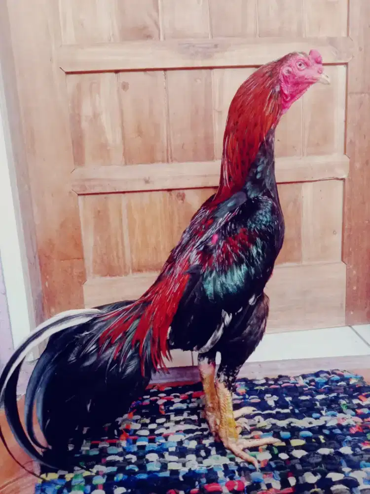 Ayam master adu ok master ok mantap jos