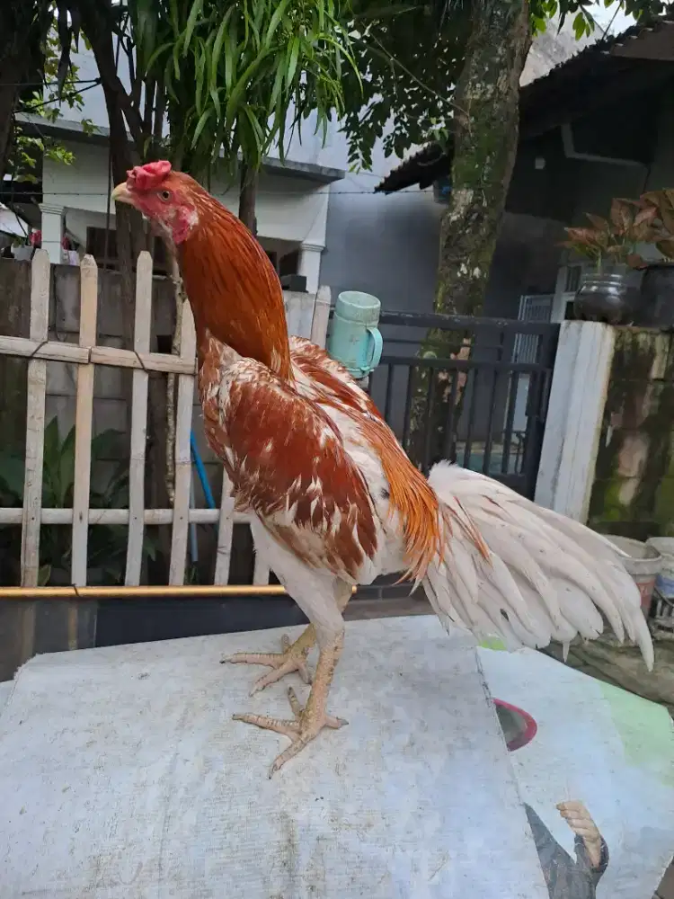 Ayam plucker jos