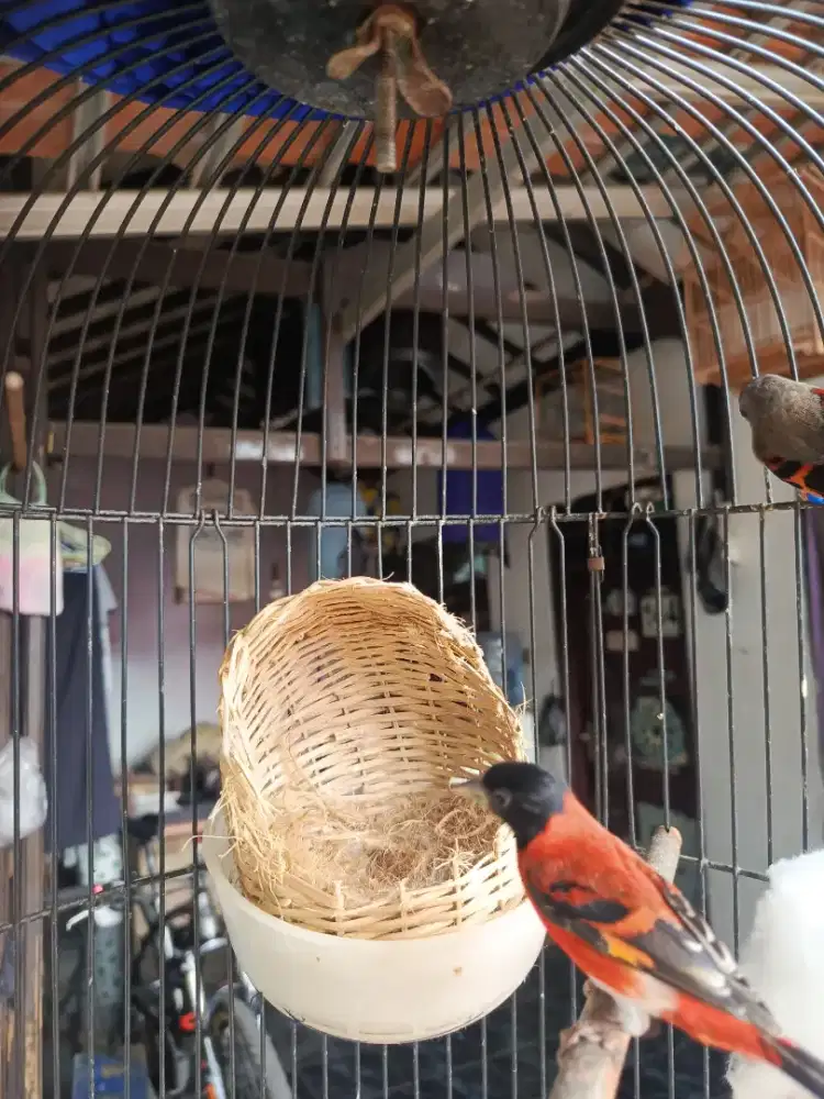 Burung Siskin Klasik 1 pasang